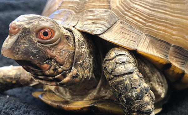 Close up of a turtle.