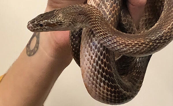 Close up of a snake being held.