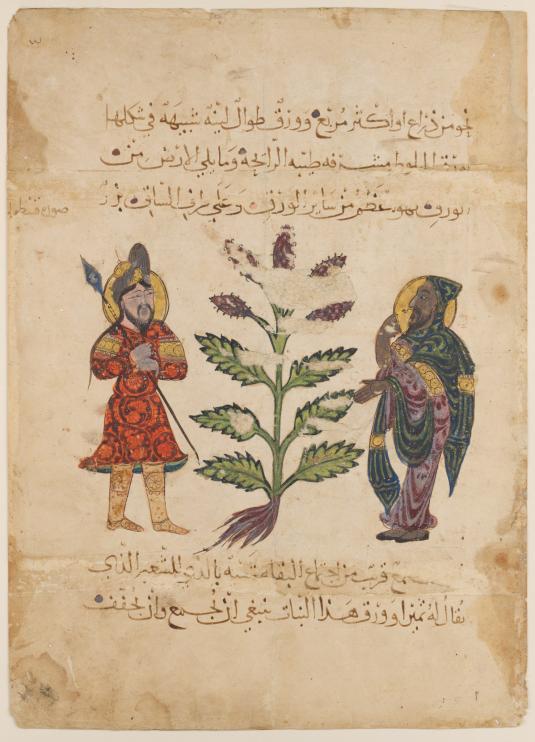 Drawing of two men on either side of a plant with Arabic writing above and below them.