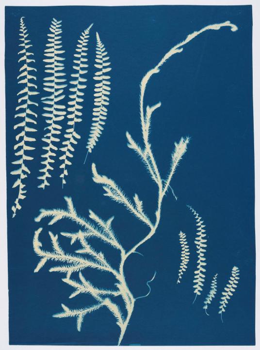 A cyanotype of botanical specimens.