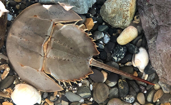 A bird's eye view of a horseshoe crab.