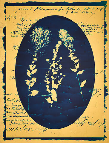 Cyanotype images of flowers on black background with a gold frame..