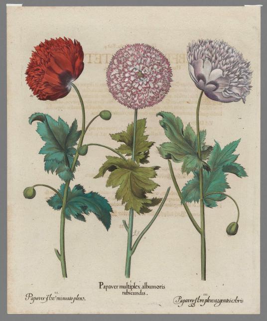 A print showing three red and purple opium poppy plants and their roots, with their Latin names below.